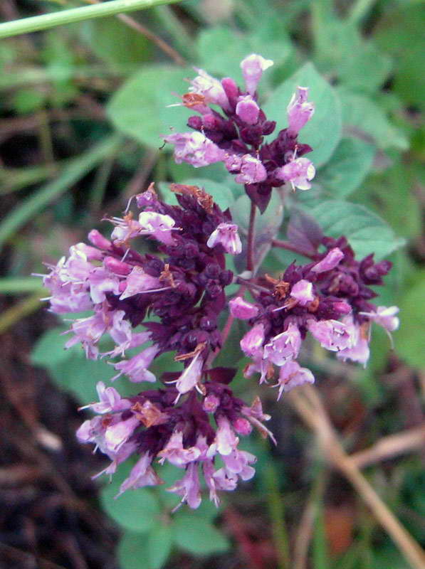 Image of Origanum vulgare specimen.