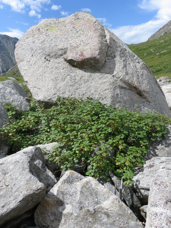 Image of Ribes graveolens specimen.