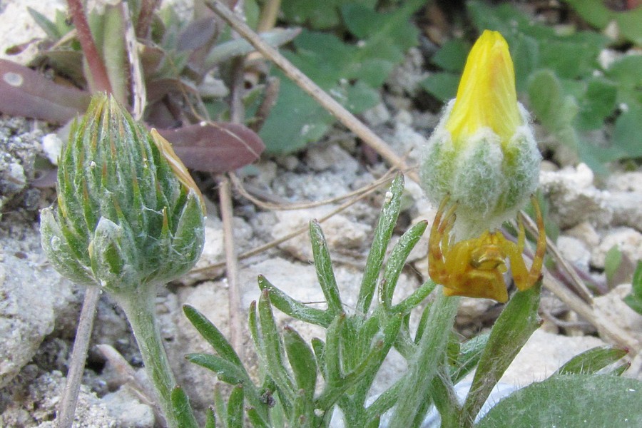 Image of genus Ceratocephala specimen.