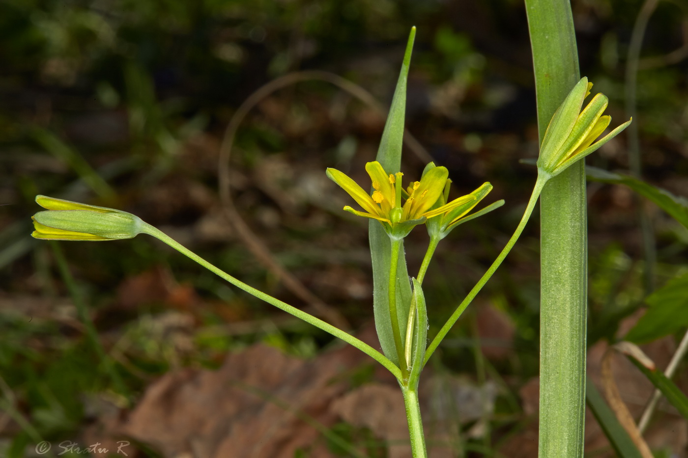 Image of Gagea lutea specimen.