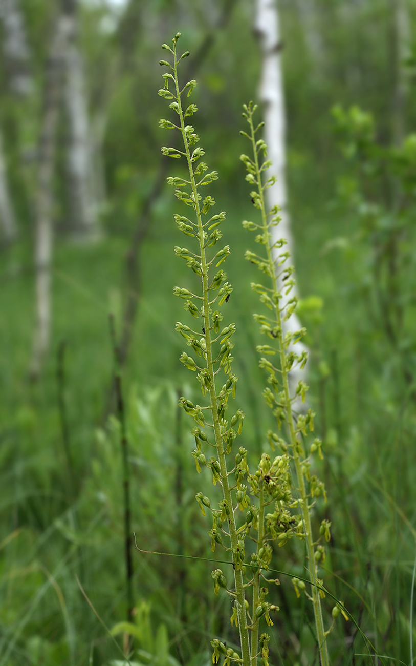 Image of Listera ovata specimen.