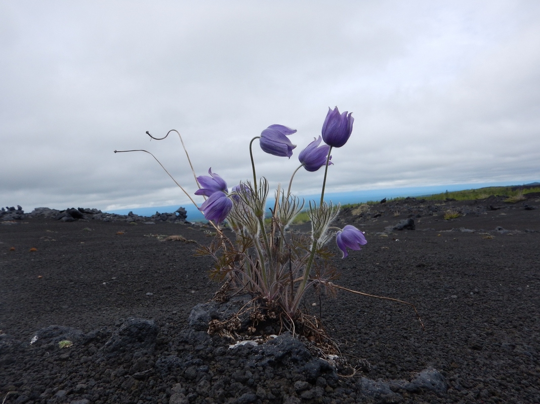 Image of Pulsatilla multifida specimen.