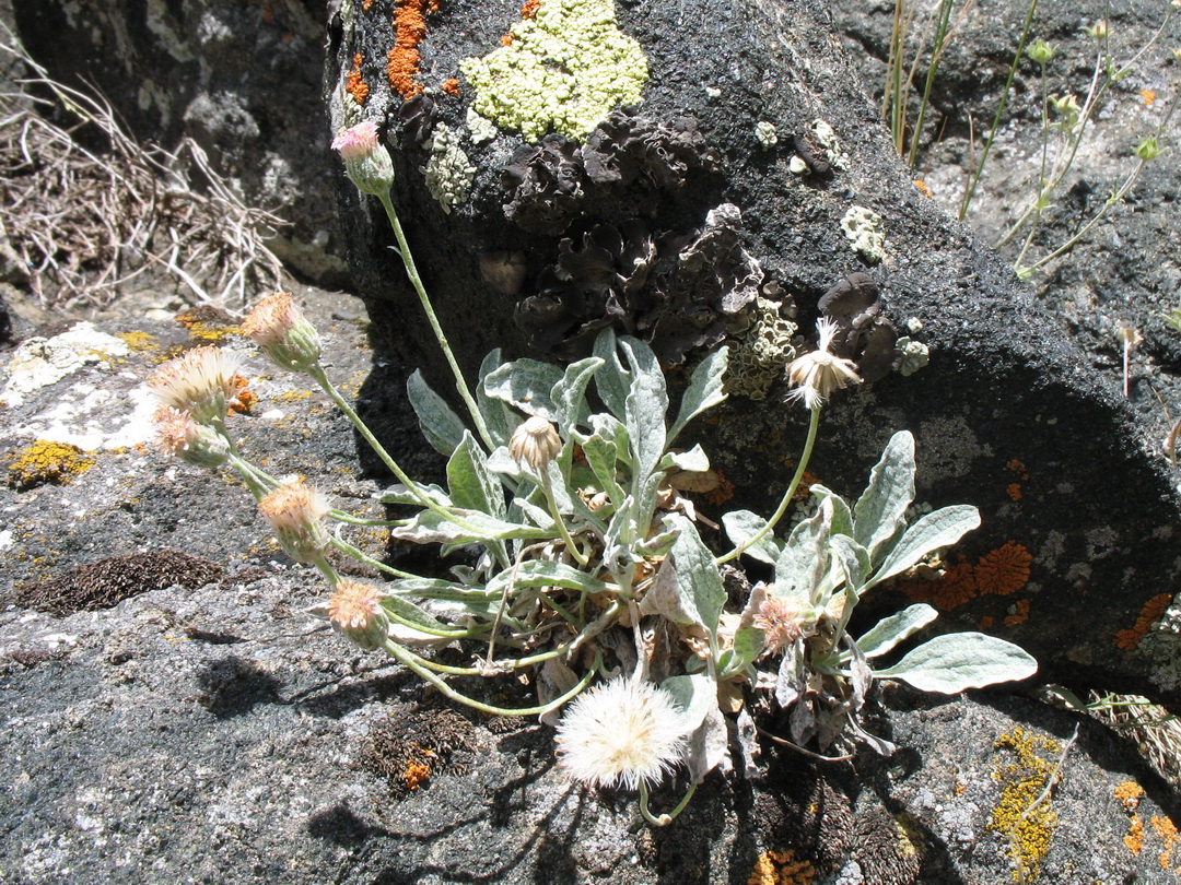 Image of Erigeron amorphoglossus specimen.