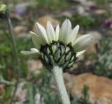 Anthemis saportana