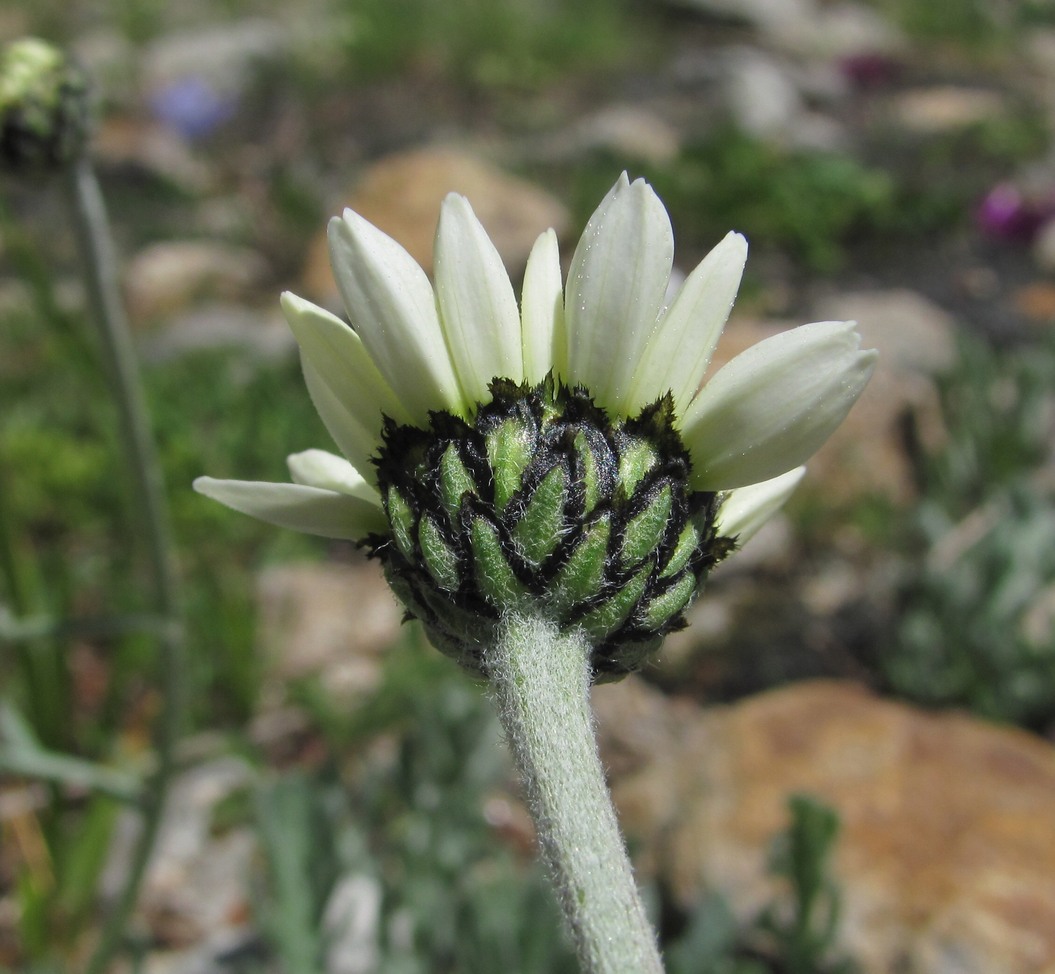 Image of Anthemis saportana specimen.