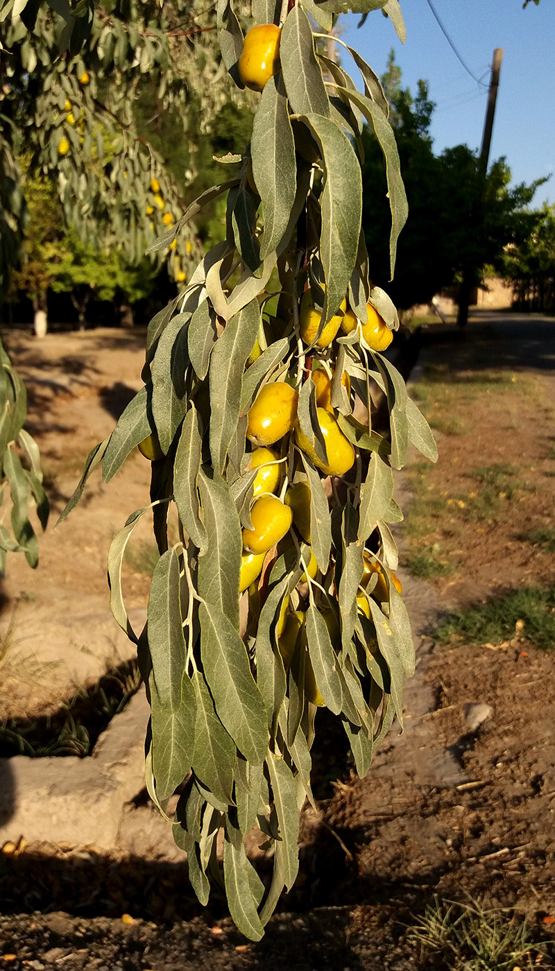 Image of Elaeagnus orientalis specimen.