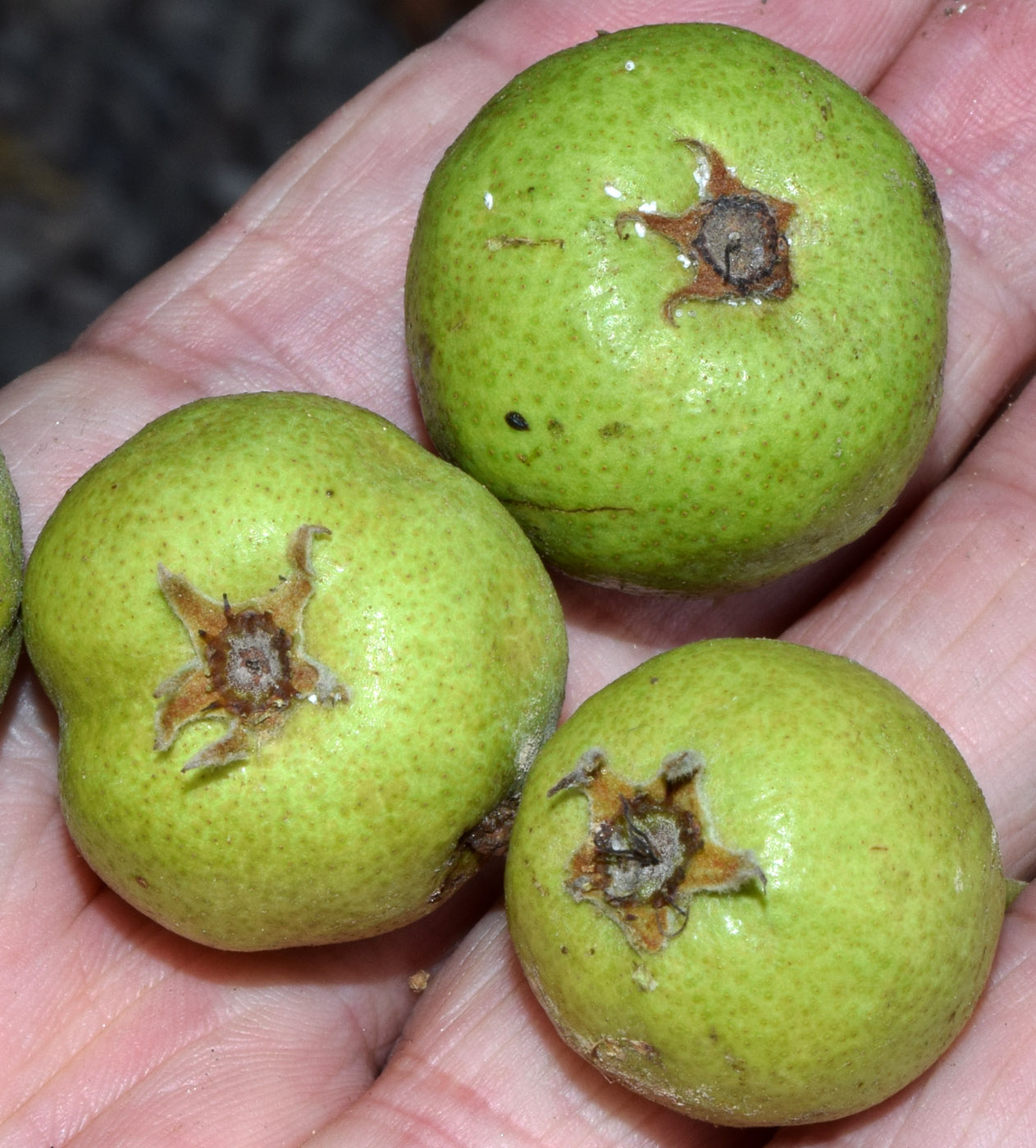 Image of Pyrus turcomanica specimen.