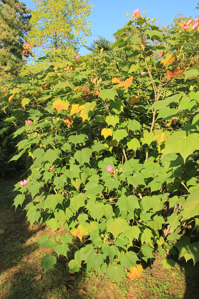 Image of Hibiscus mutabilis specimen.