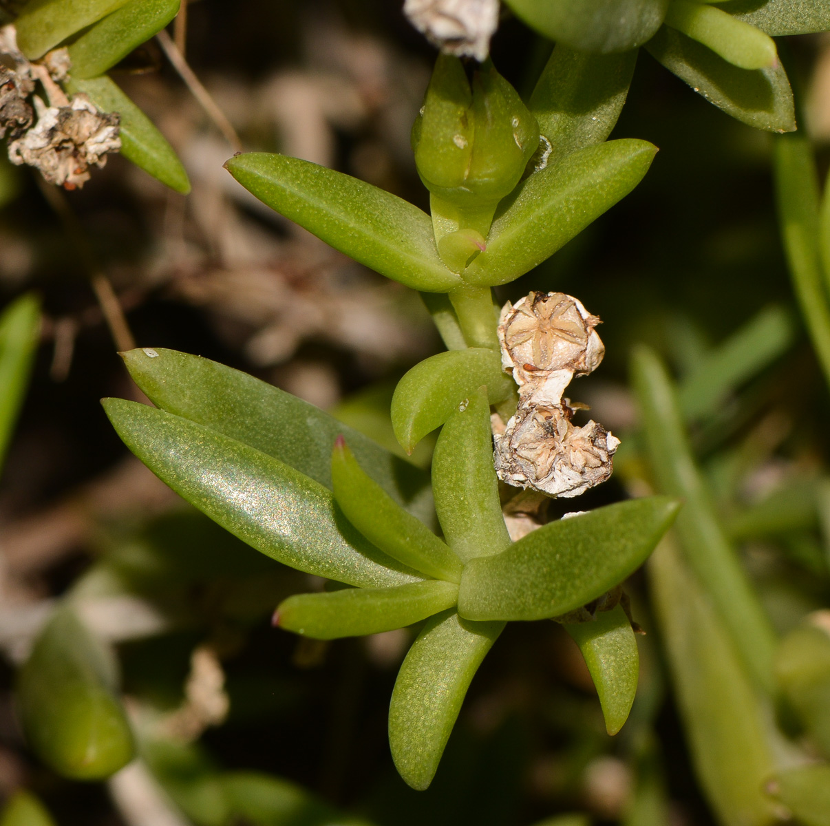 Изображение особи Delosperma luteum.