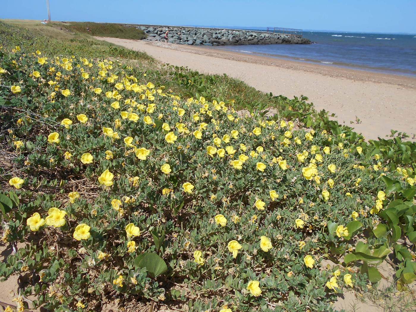 Image of Oenothera drummondii specimen.