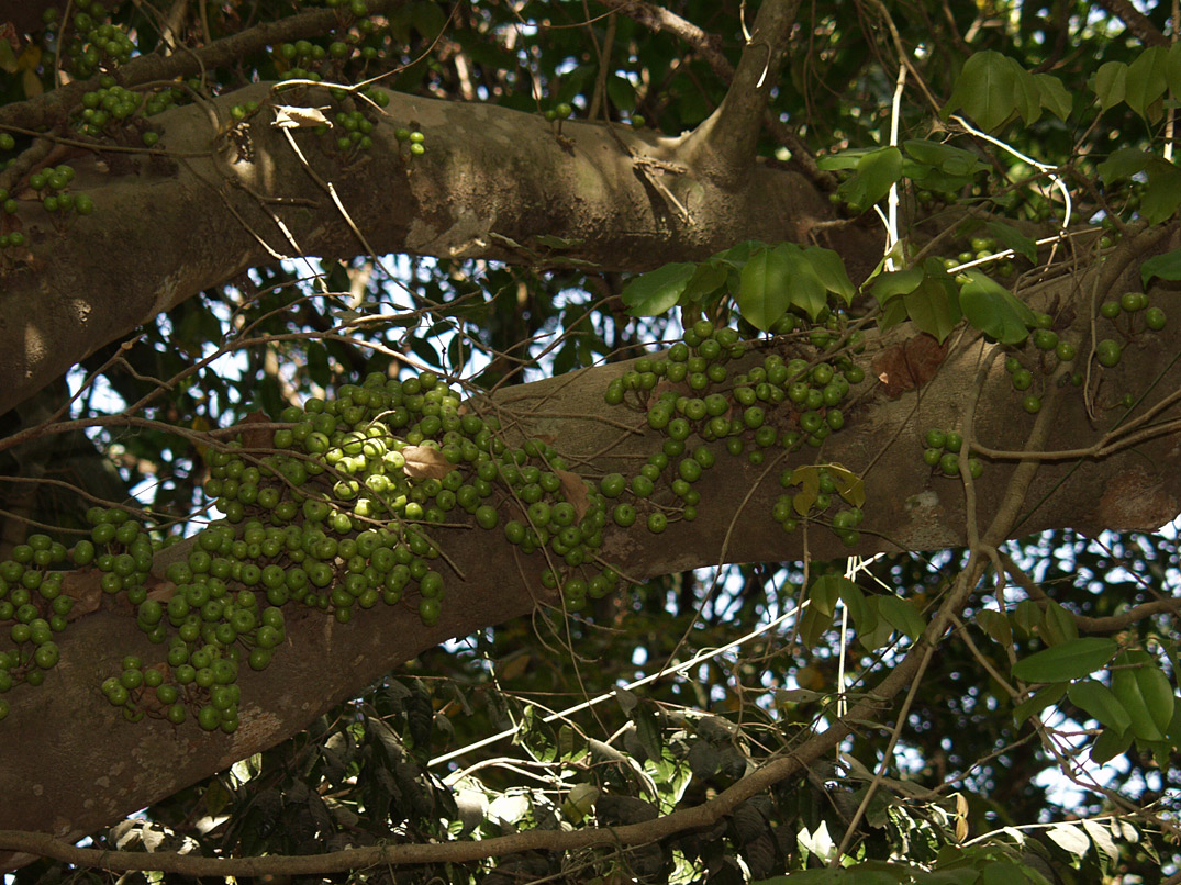 Изображение особи Ficus congesta.