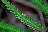 Cyclosorus opulentus. Часть вайи с сорусами (вид снизу). Малайзия, о-в Пенанг, национальный парк Пенанг, прибрежный лес. 06.05.2017.