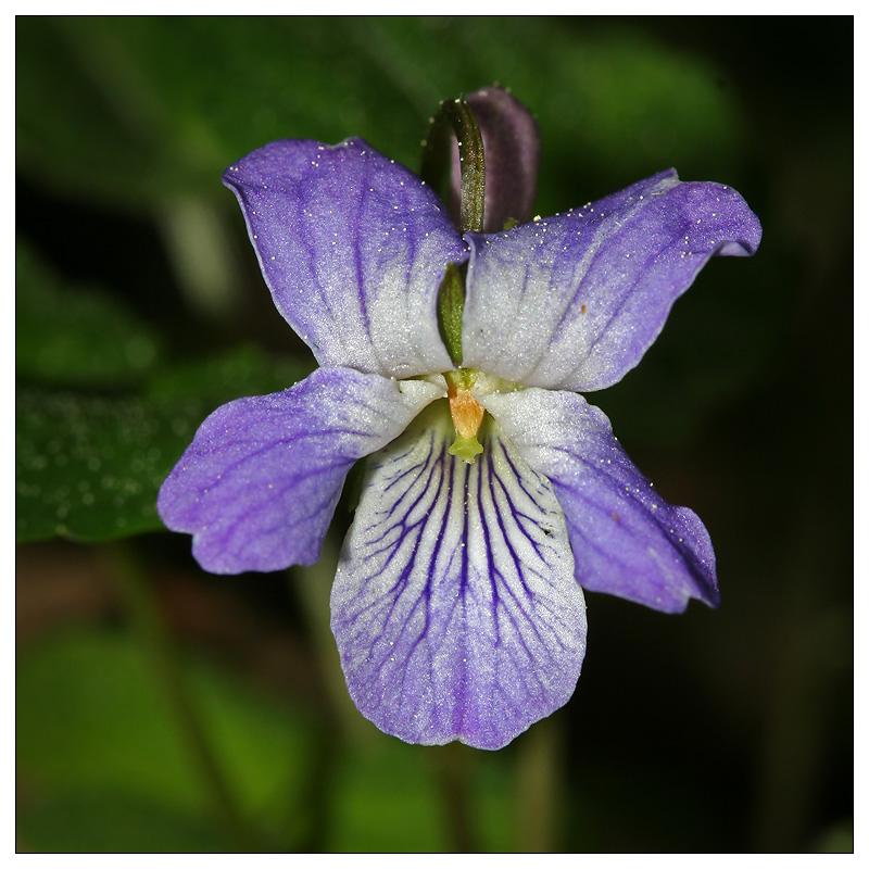 Изображение особи Viola selkirkii.