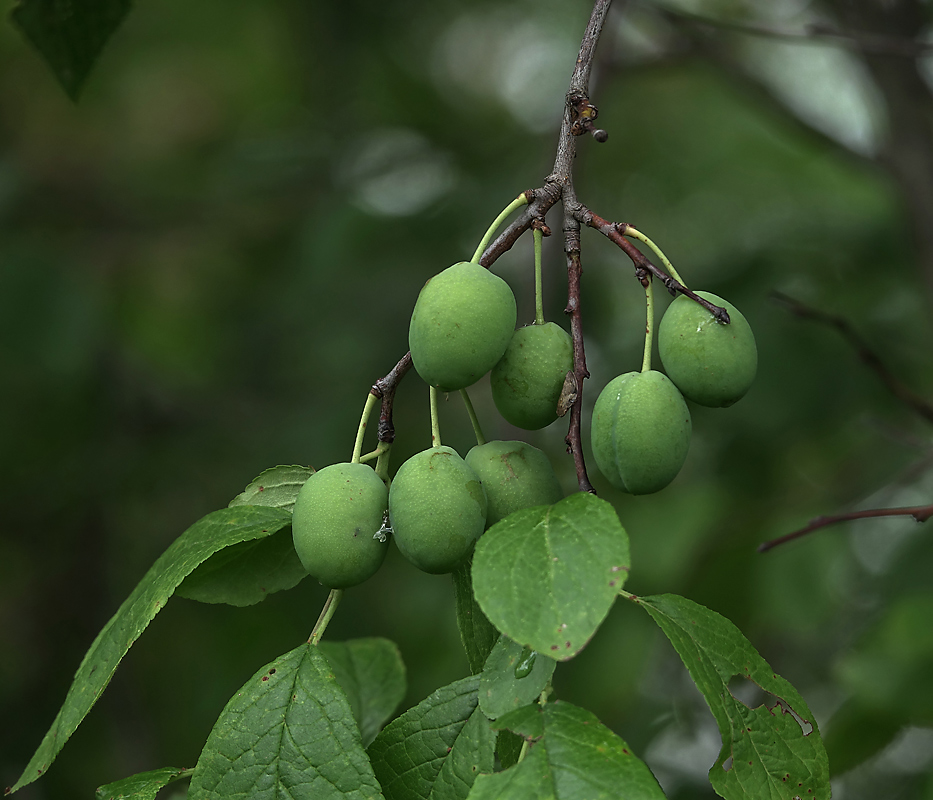 Image of Prunus domestica specimen.