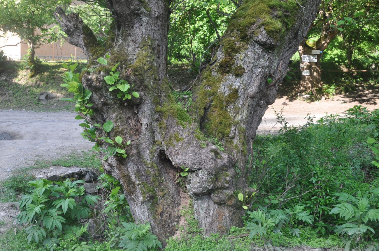 Image of genus Alnus specimen.