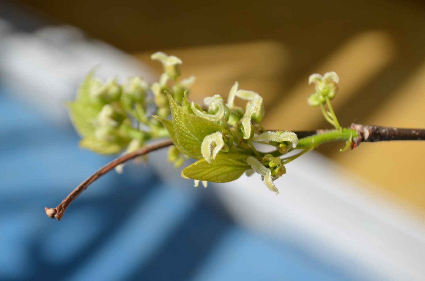 Image of genus Celtis specimen.