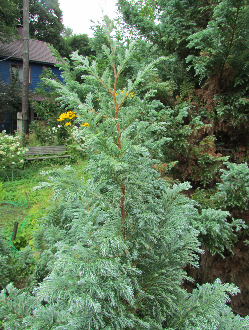 Image of Chamaecyparis pisifera specimen.