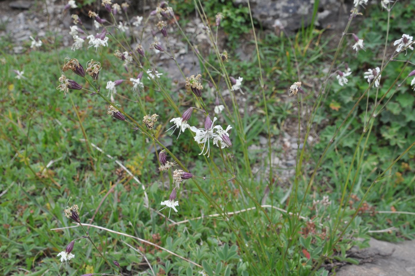 Image of Silene saxatilis specimen.