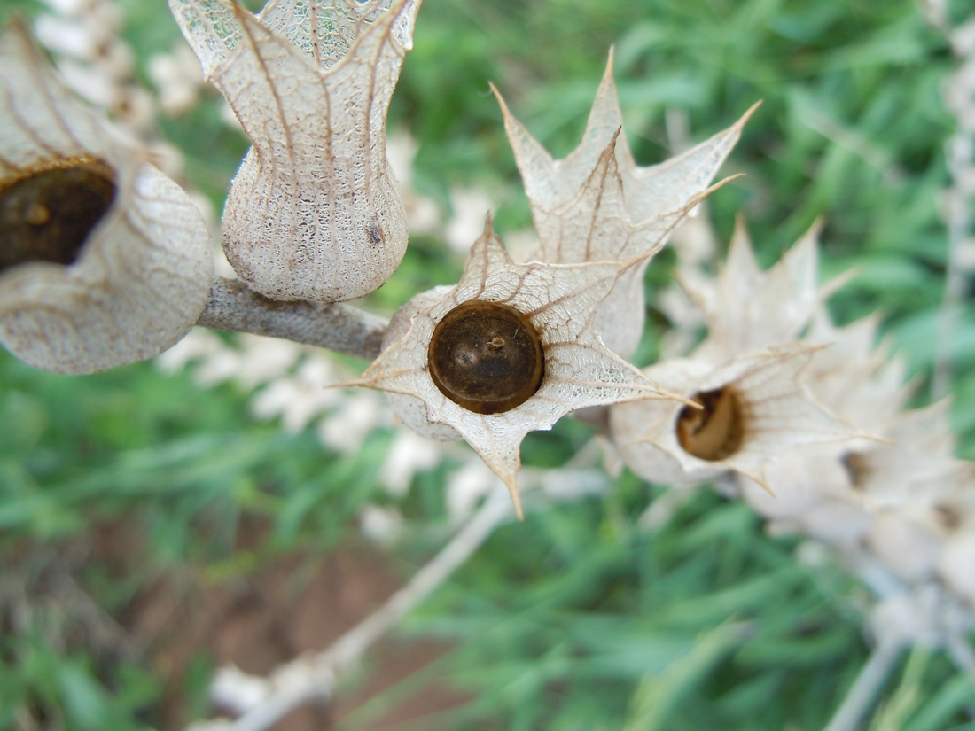 Image of Hyoscyamus niger specimen.