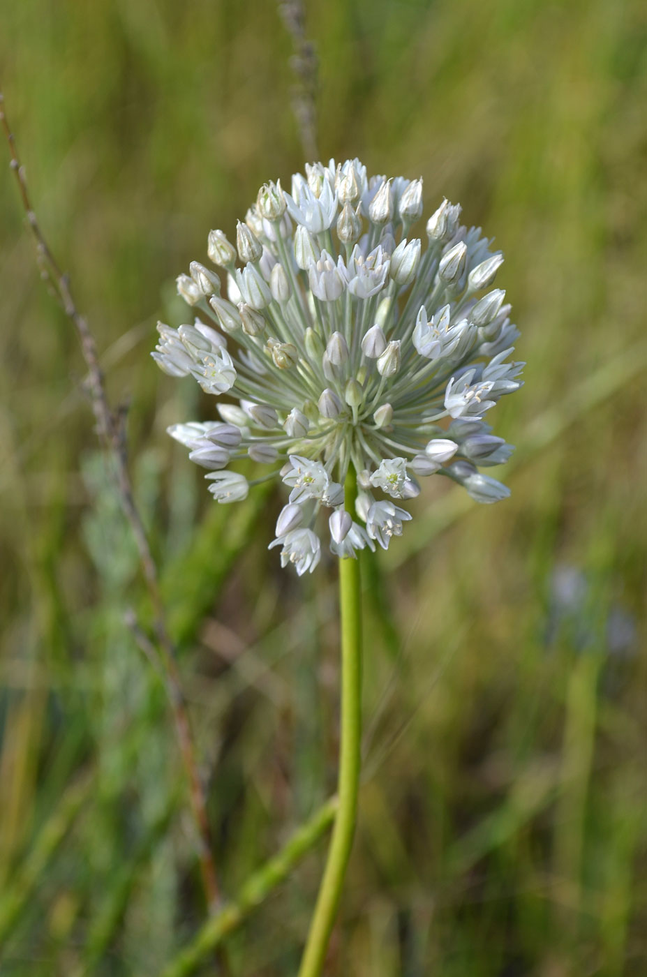 Image of Allium caesium specimen.