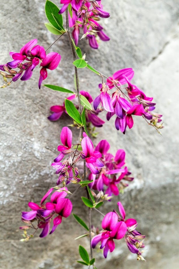 Image of Lespedeza thunbergii specimen.