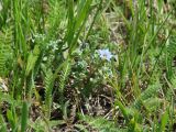 Gentiana squarrosa. Цветущее растение. Иркутская обл., Боханский р-н, окр. с. Бохан, берег р. Ида, луг. 18.06.2018.