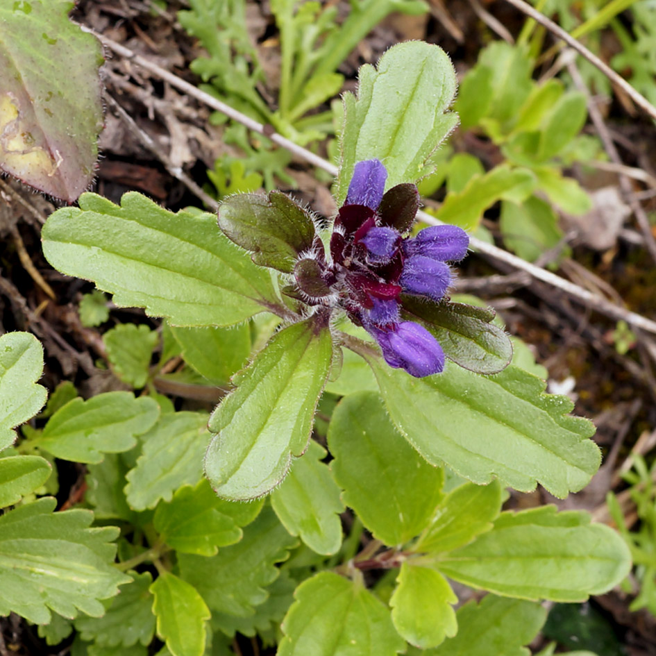 Image of Dracocephalum stellerianum specimen.