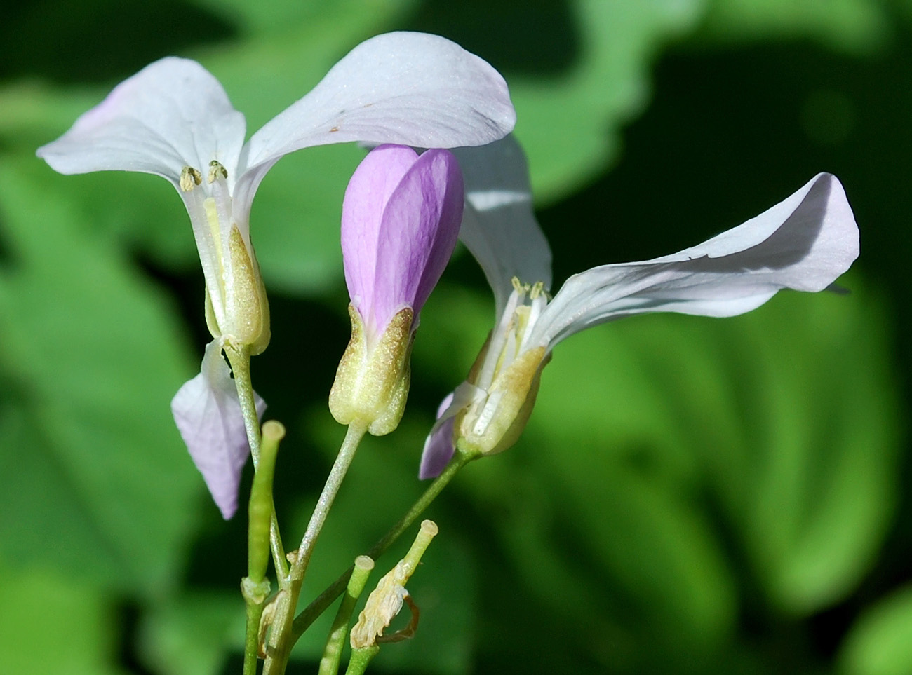 Image of Cardamine quinquefolia specimen.