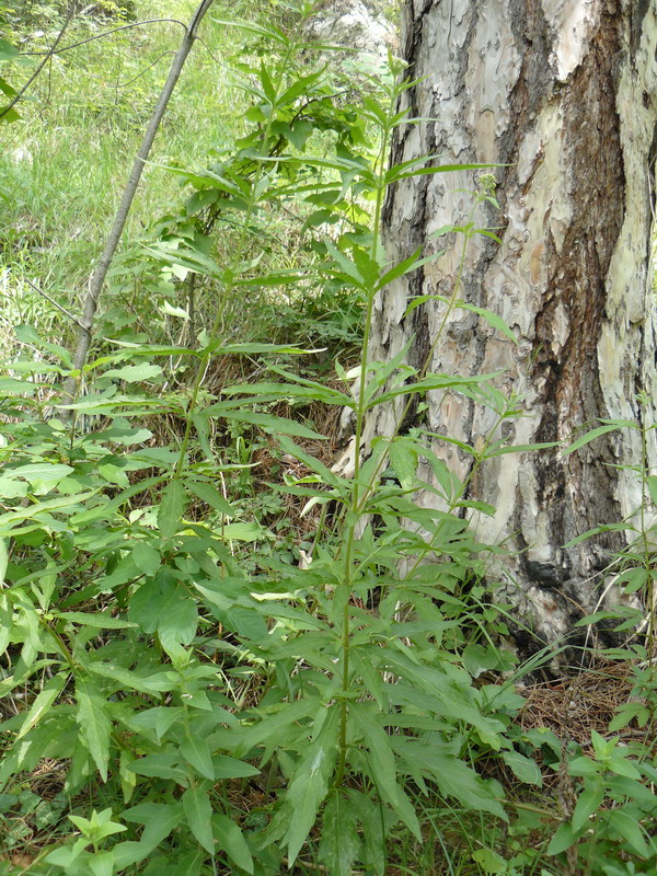 Image of Eupatorium cannabinum specimen.