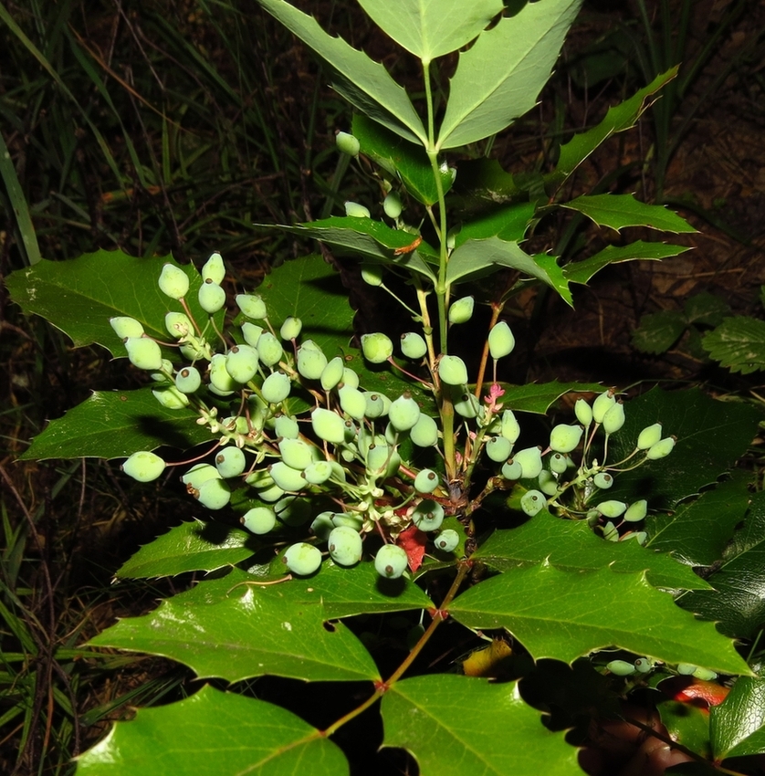 Image of Mahonia aquifolium specimen.