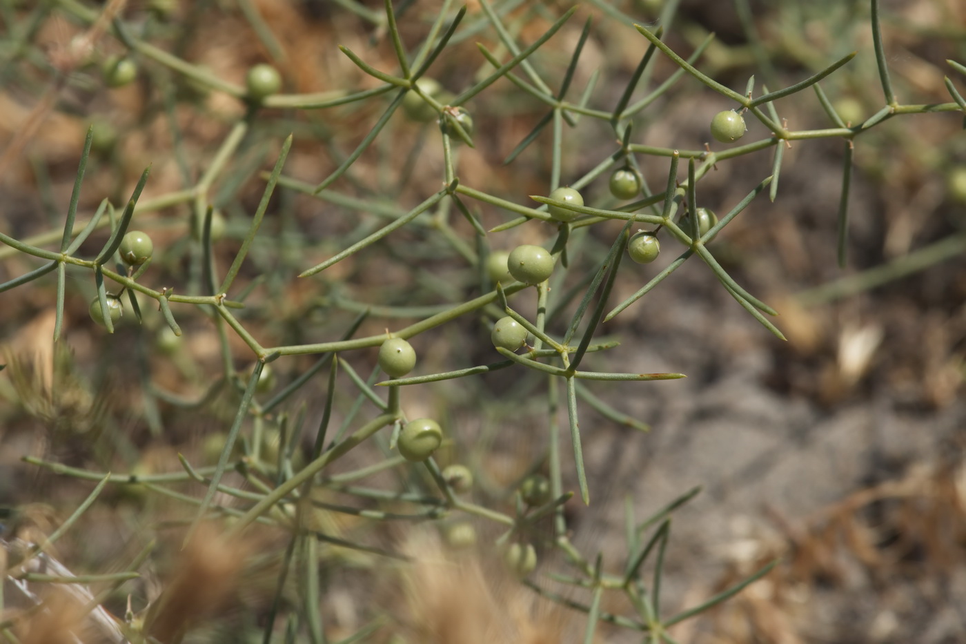 Image of Asparagus ferganensis specimen.