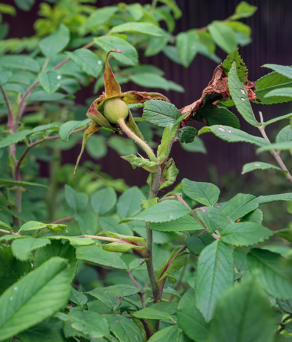 Image of Rosa &times; kamtschatica specimen.