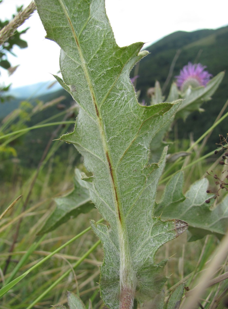 Изображение особи Cirsium euxinum.