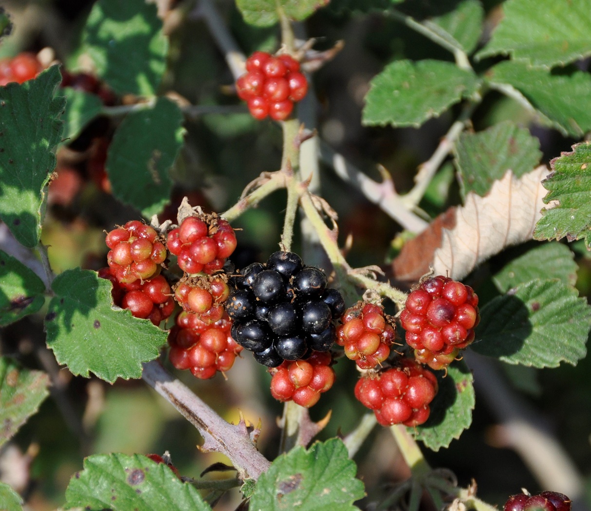 Image of Rubus sanctus specimen.