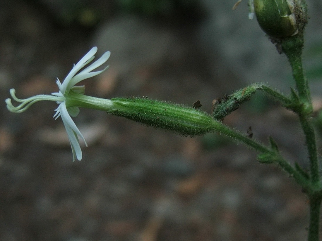 Изображение особи Silene viridiflora.