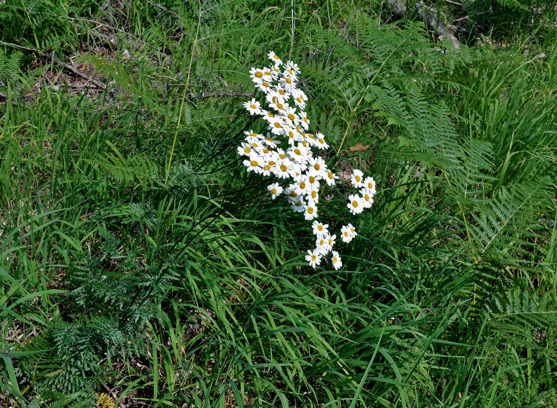 Image of Pyrethrum corymbosum specimen.