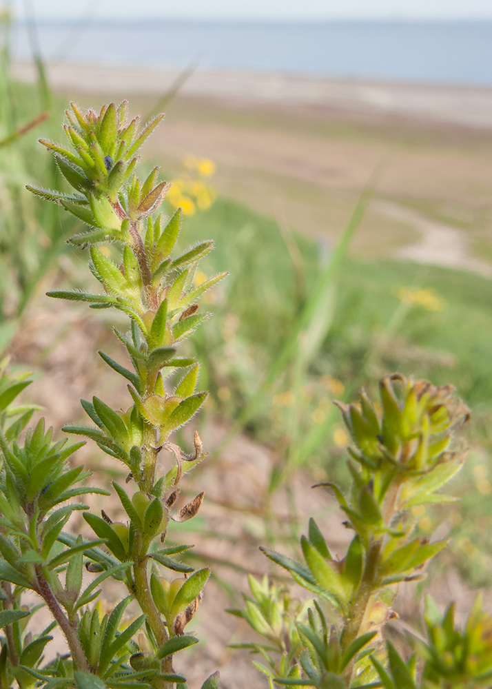 Image of Veronica verna specimen.