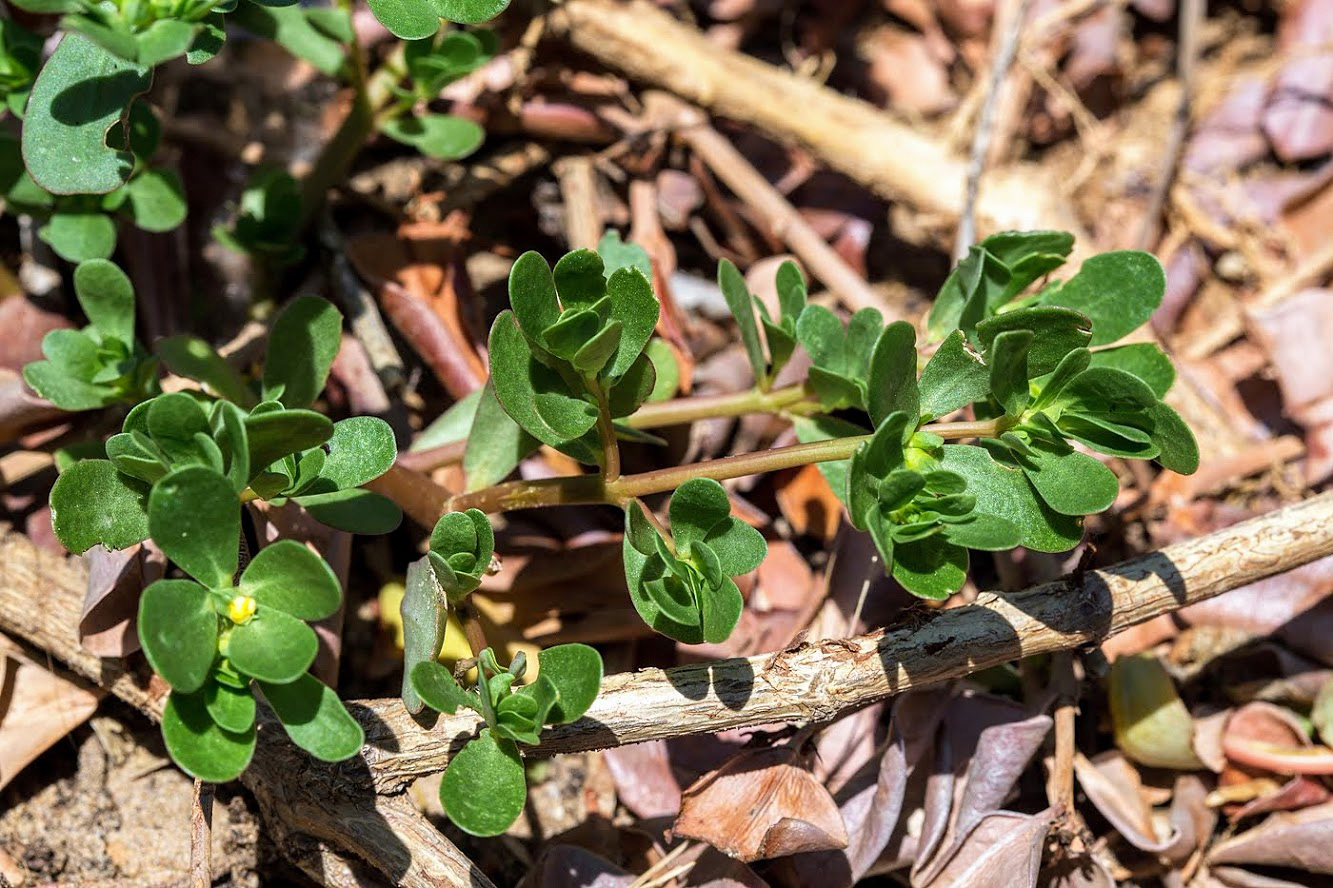 Image of Portulaca oleracea specimen.