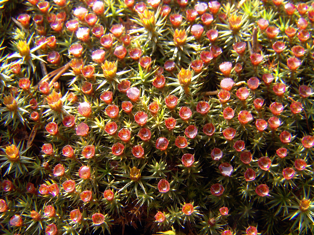 Image of Polytrichum piliferum specimen.