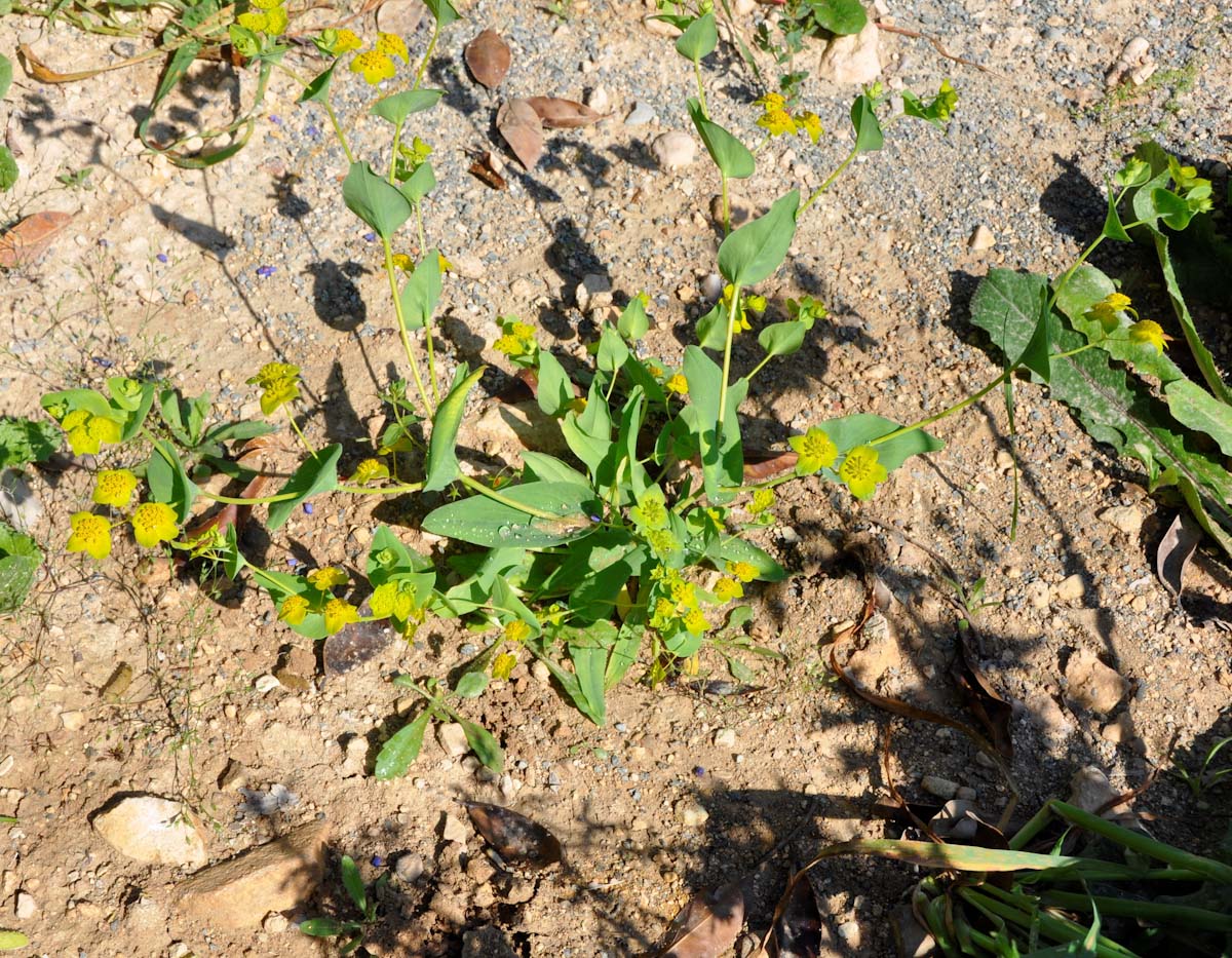 Image of Bupleurum subovatum specimen.