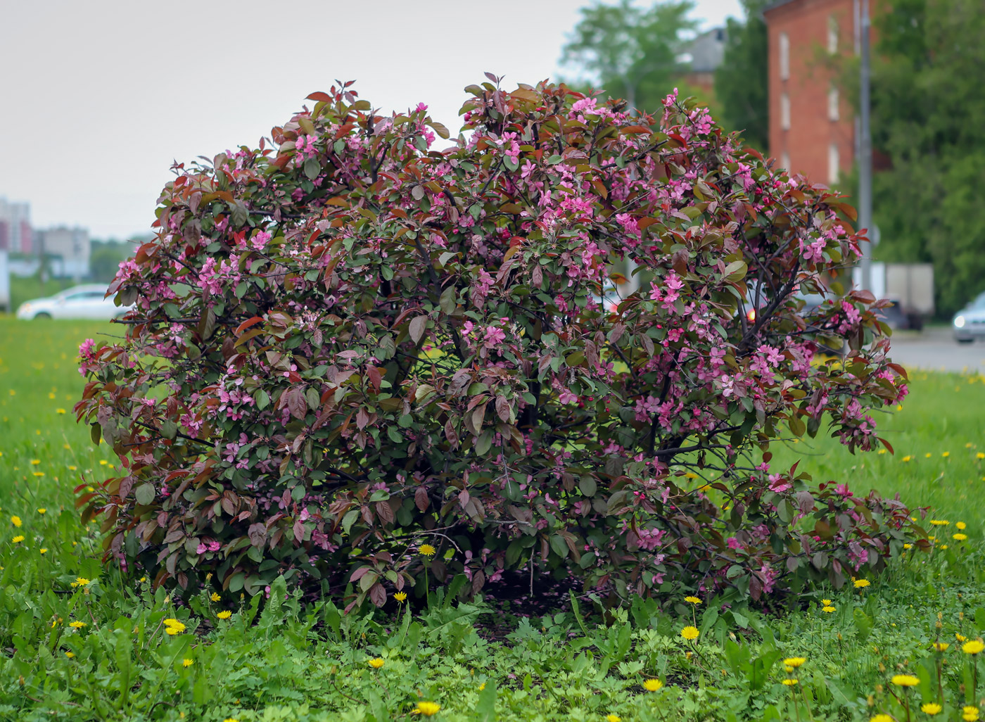 Image of Malus &times; purpurea specimen.