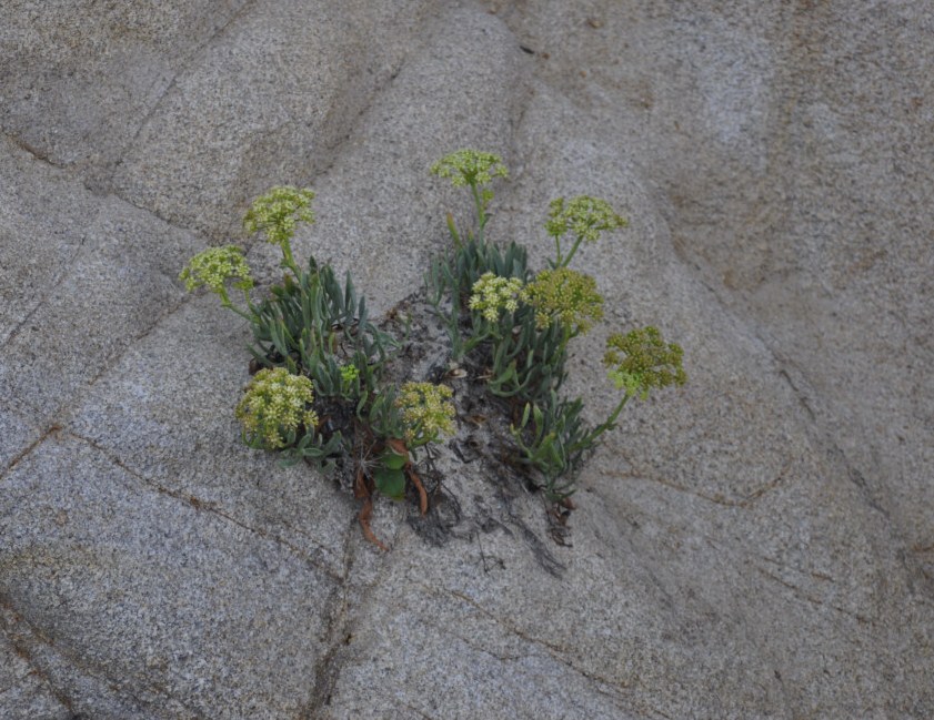 Изображение особи Crithmum maritimum.