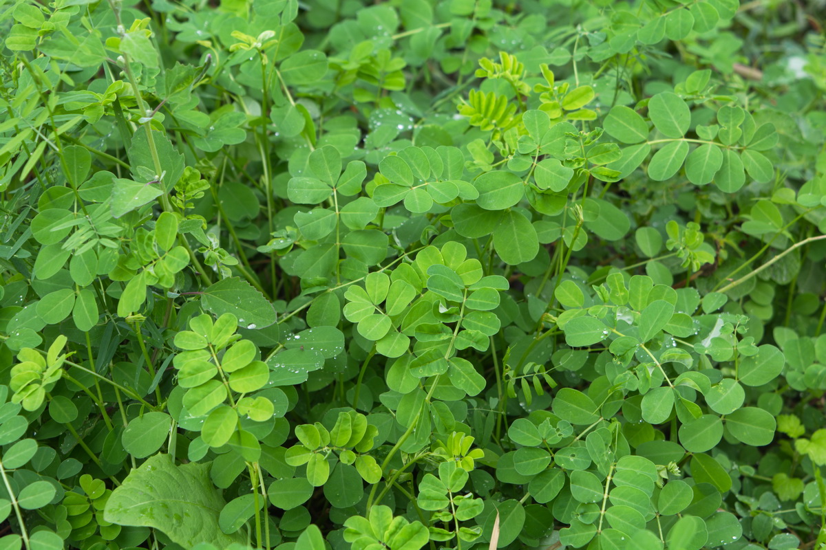 Image of genus Astragalus specimen.