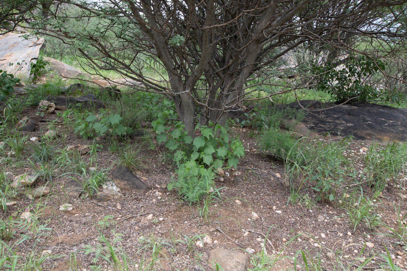 Image of Pavonia burchellii specimen.