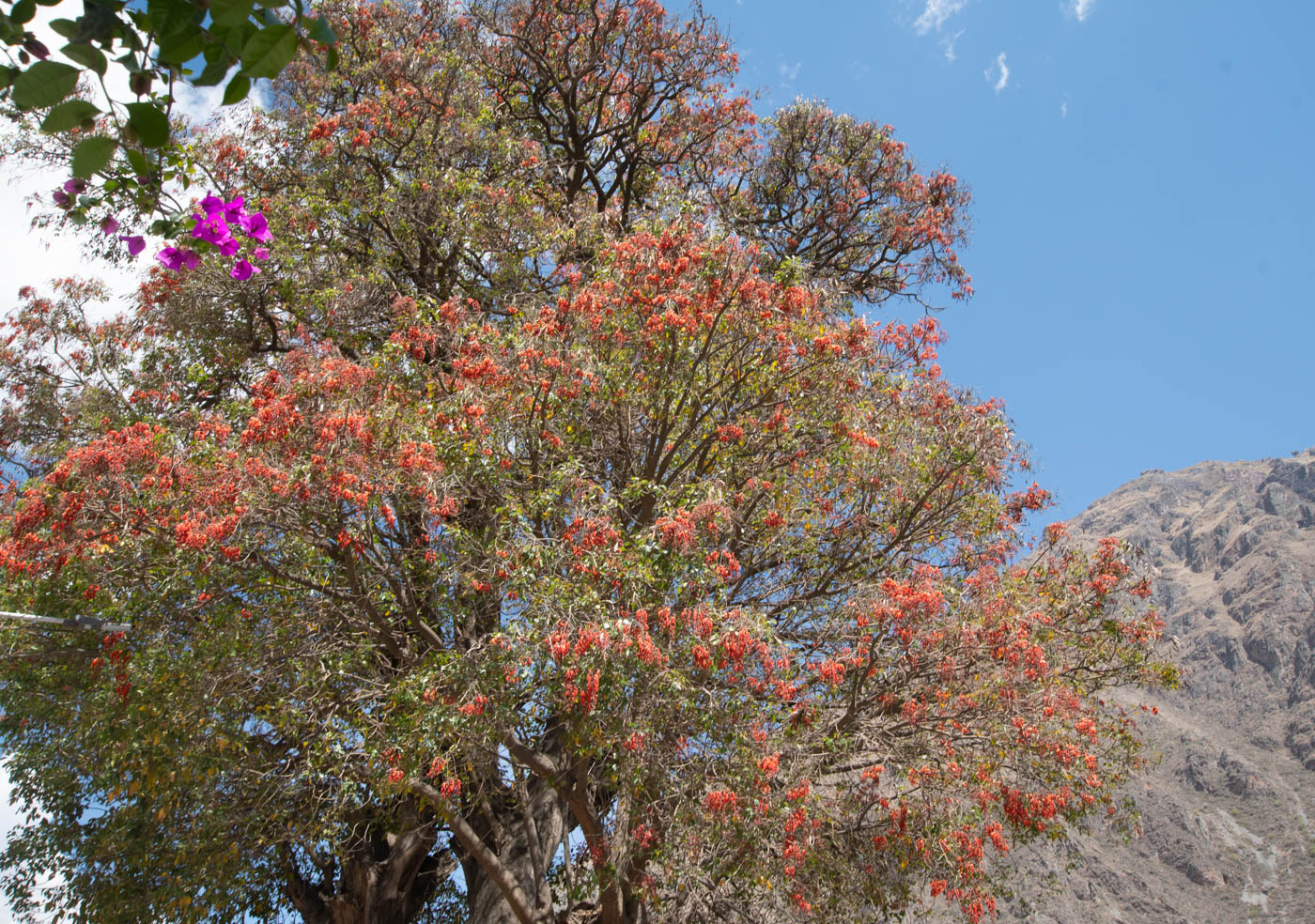 Изображение особи род Erythrina.