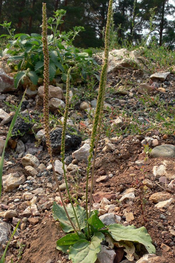 Изображение особи Plantago major.