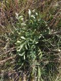Смотреть изображение Centaurea borysthenica