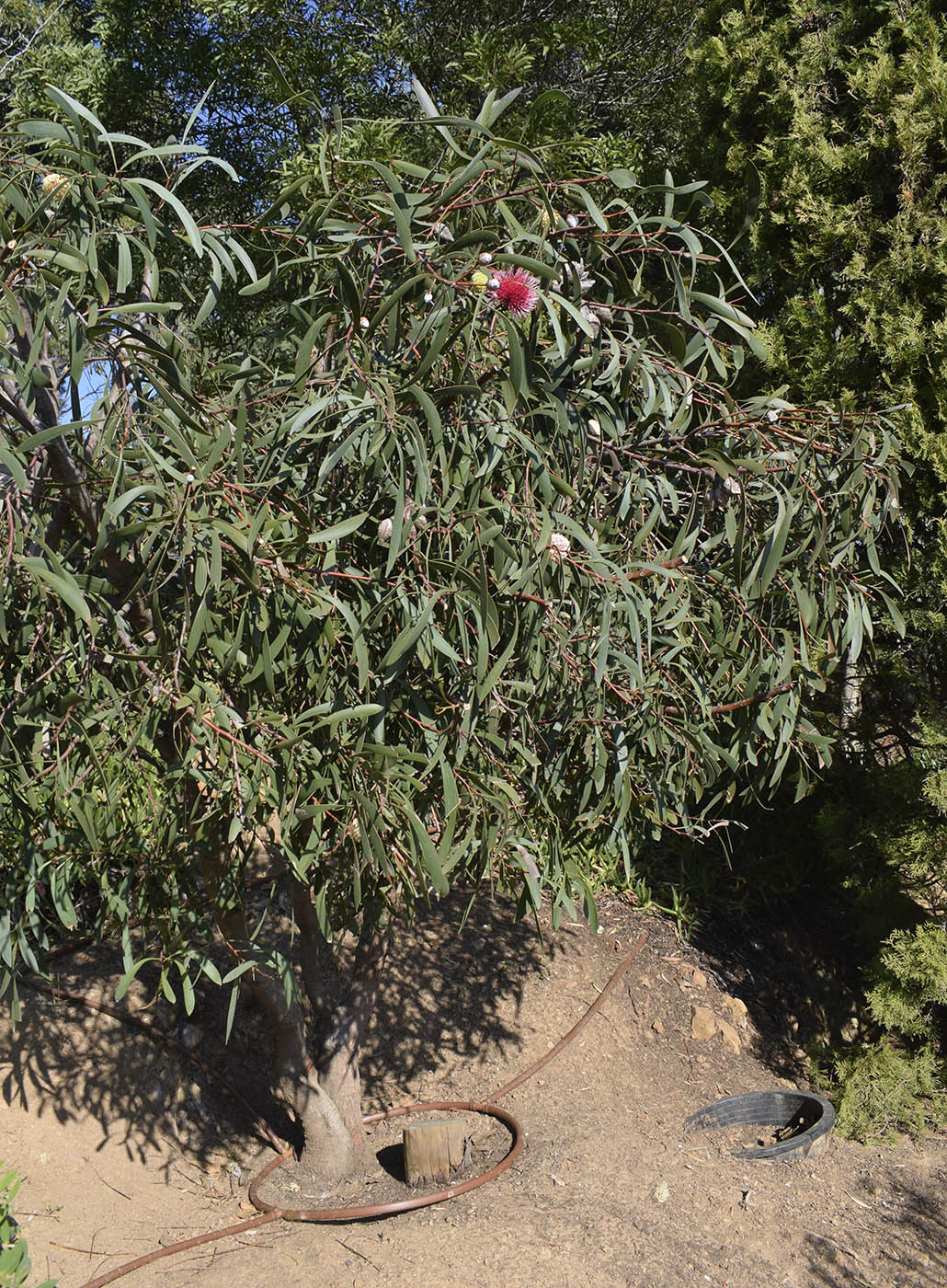 Image of Hakea laurina specimen.