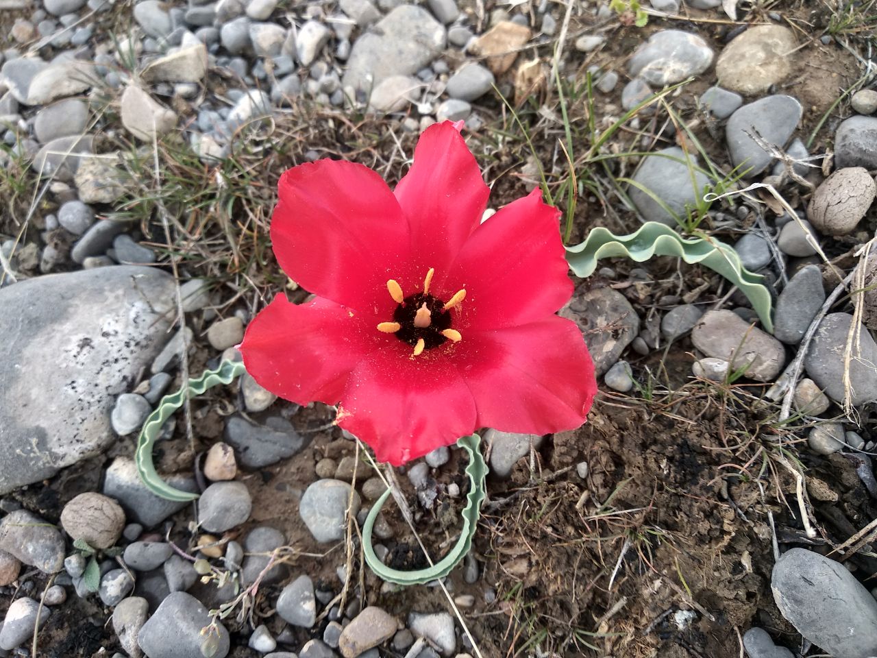 Изображение особи Tulipa korolkowii.