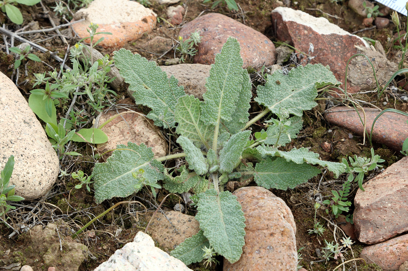 Image of Salvia macrosiphon specimen.